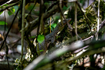 Monitor lizard in the wild jungle blending with rocks and vines in dense undergrowth