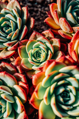 Fototapeta premium Colorful Echeveria Succulent Plants Closeup