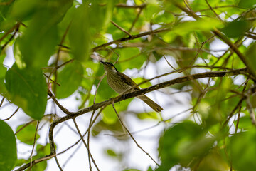 Small bird perches quietly on a branch hidden within thick green canopy of tropical forest