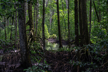 Still water winds through dense mangrove roots in a peaceful tropical forest