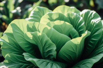 Healthy Green Cabbage Plant Growing Outdoors