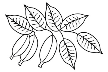 Tamarind Leaf Decorative Illustrations