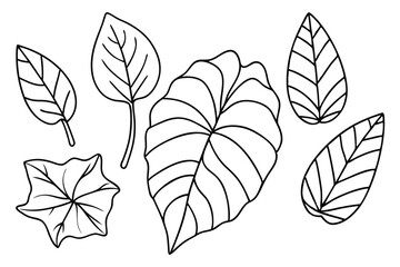 Fototapeta premium Taro Leaf Vector Set Collection