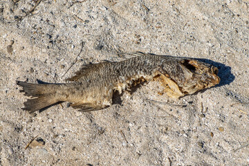 fish bited by shark on the shore of coronado island Loreto Cortez Sea baja california sur