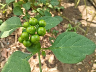Fototapeta premium Leunca or nightshade fruit (Solanum nigrum) still on tree in outdoor garden 