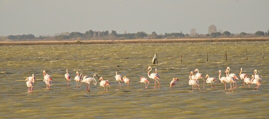 wetland landscape with flamingos near Saines-Maries-de-la-Mer in the Camargue in South France