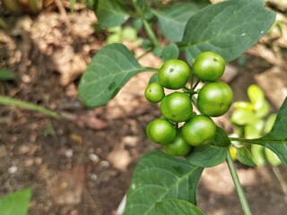 Leunca or nightshade fruit (Solanum nigrum) still on tree in outdoor garden 