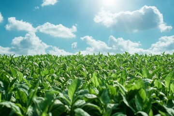 Cultivating Tobacco Field on a Bright Sunny Day with Cloudy Sky