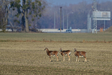 European mouflon on agriculture field, city wildlife, Slovakia