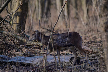 Quiet european,, Ovis aries musimon,,  mouflon in its natural environment, Slovakia