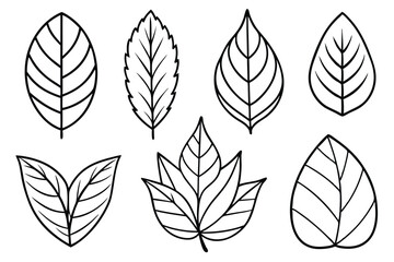 Fototapeta premium Nature Inspired Teak Leaf Set