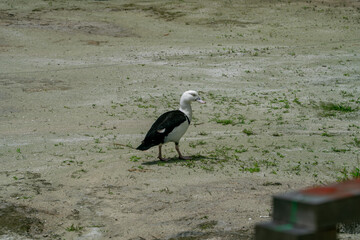 Black and white duck calmly walks across sandy tropical ground with patches of green grass