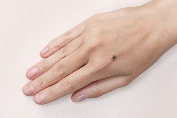 Dangerous tick on a woman hand, close up photo white background