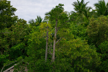 Fototapeta premium Dense tropical rainforest with variety of vibrant green trees and palm foliage