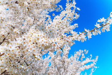 Beautiful White Cherry Blossom Trees Under Clear Blue Sky