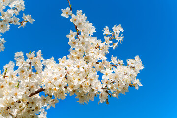 Blooming Cherry Blossom Branch Against Clear Blue Sky