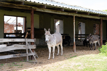 Donkeys in a rustic barn surrounded by hay and nature in a rural setting