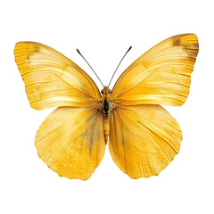 Fototapeta premium Golden Butterfly Wings Insect Nature Macro Wildlife Closeup Yellow Tropical Fauna