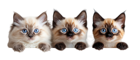 Three adorable kittens with striking blue eyes peering curiously from a soft surface, showcasing their playful nature