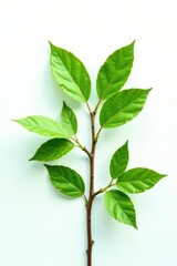 Obraz premium Branches with leaves isolated on white surface, plant, plant life