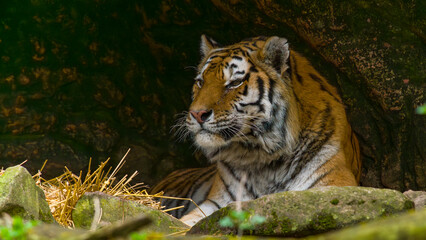 Tiger - Sumatratiger