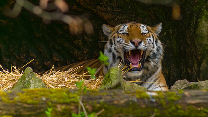 Tiger - Sumatratiger
