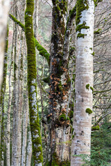 Ordesa national park in the Pyrenees mountains Huesca Aragon Spain wild mushrooms in autumn