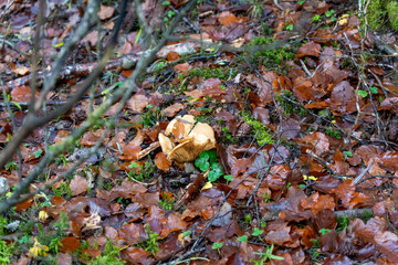 Ordesa national park in the Pyrenees mountains Huesca Aragon Spain wild mushrooms in autumn