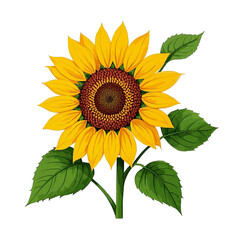 Obraz premium sunflower isolated on white background