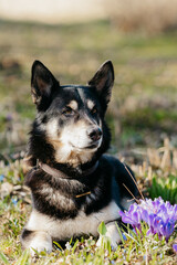 The dog is lying in the snowdrops. Portrait of a dog in nature. A dog on the street in spring.
