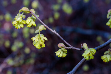 Yellow flowers of spike witch hazel,  blooming in the forest.