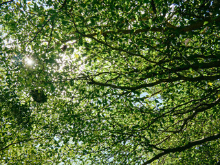 Fototapeta premium Sunlight Filtering Through Tree Canopy from Below