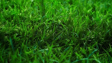 Close-up of wild grass texture. Abstract green landscape. Refreshing green grass. Green grass suitable for background.