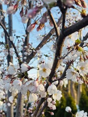 Obraz premium First day of bloom. Stunning cherry blossom tree on Mild frost free spring morning at the dawn of the golden hour. Delicate white light pink flowers dazzle in the morning sunlight. Soft petals.