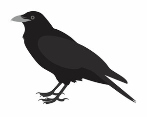Fototapeta premium Black Bird Vector Illustration. Vector Image
