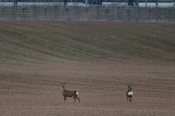 Cute roe deer ,,Capreolus capreolus,, on agriculture field in winter season, city wildlife, Slovakia