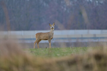 Cute roe deer ,,Capreolus capreolus,, on agriculture field in winter season, city wildlife, Slovakia