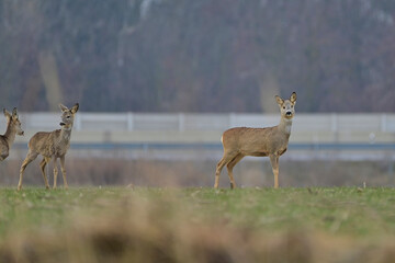 Cute roe deer ,,Capreolus capreolus,, on agriculture field in winter season, city wildlife, Slovakia