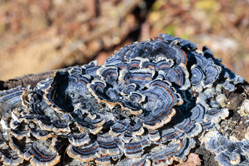 Close-up of turkey tail mushroom growing wild in a broadleaf forest in winter.