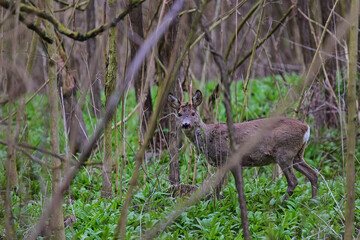 Quiet roe deer,, Capreolus capreolus,, on Danubian wetland forest, Slovakia