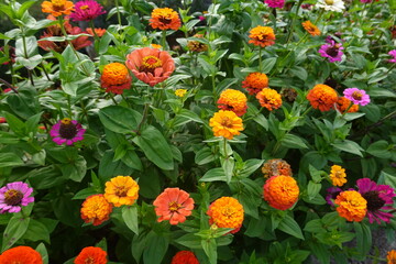 Colorful zinnia flowers blooming in garden during summertime