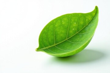 Obraz premium A single seed isolated on white background with veins, plant, nature