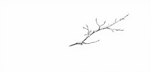 Obraz premium A solitary snow-laden branch, stark against a pristine white backdrop, elegant, minimalist