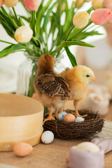 Easter holiday eggs chicks nest ducks