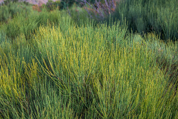 Green piorno without flower horizontally in mountain area in Extremadura