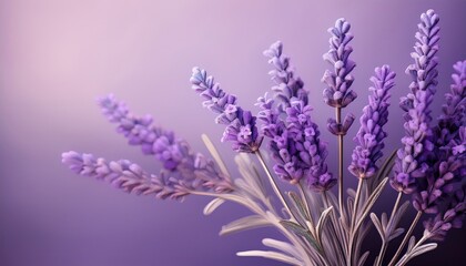 Delicate lavender blooms display vibrant colors, capturing the essence of tranquility in nature.
