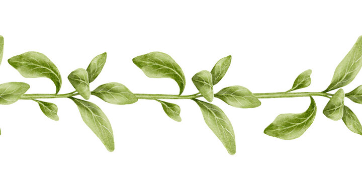 Young green sprouts watercolor illustration seamless border. For gardening and agriculture, eco-products and healthy eating, cooking, pharmaceuticals and natural cosmetics. - Powered by Adobe