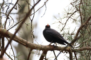 blackbird on a branch
