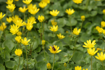 Blooming field of Lesser Celandine (Ficaria verna) with soft sunlight. Early spring flower native to Europe, known for vibrant yellow petals. bee on a flower