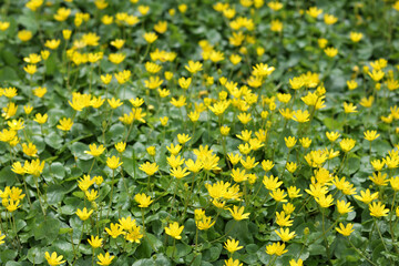  Dense bloom of Lesser Celandine (Ficaria verna) in spring. Yellow flowers with glossy green leaves...